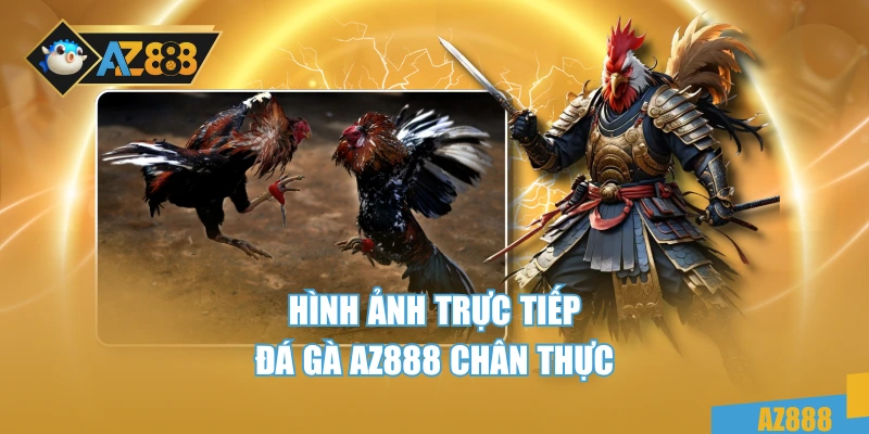 Đá Gà 2 Hình ảnh trực tiếp đá gà AZ888 chân thực